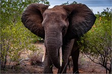 42-Africa-Animals-by-Susan