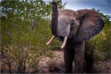43-Africa-Animals-by-Susan