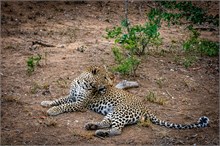 44-Africa-Animals-by-Susan