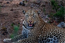 45-Africa-Animals-by-Susan