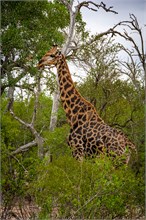 47-Africa-Animals-by-Susan