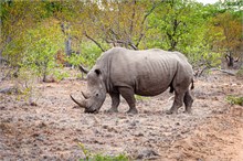 48-Africa-Animals-by-Susan