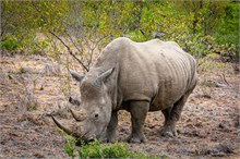 49-Africa-Animals-by-Susan
