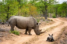 50-Africa-Animals-by-Susan