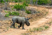 51-Africa-Animals-by-Susan