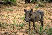52-Africa-Animals-by-Susan