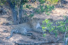 56-Africa-Animals-by-Susan