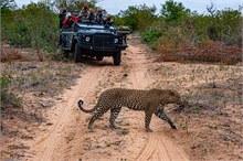 57-Africa-Animals-by-Susan