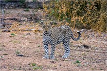 58-Africa-Animals-by-Susan