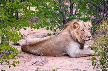 59-Africa-Animals-by-Susan