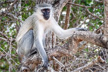 60-Africa-Animals-by-Susan