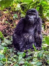 62-Africa-Animals-by-Susan