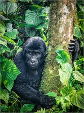 65-Africa-Animals-by-Susan