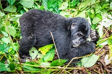 66-Africa-Animals-by-Susan