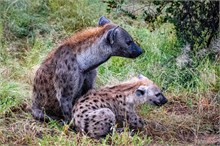 68-Africa-Animals-by-Susan