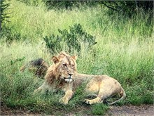 69-Africa-Animals-by-Susan