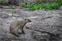 71-Africa-Animals-by-Susan