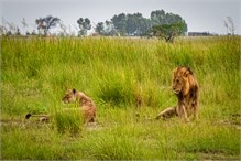 73-Africa-Animals-by-Susan