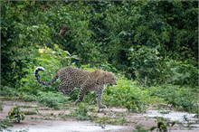 74-Africa-Animals-by-Susan