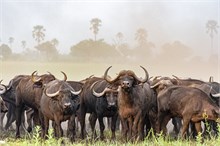 77-Africa-Animals-by-Susan