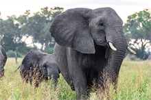 78-Africa-Animals-by-Susan