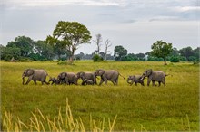 79-Africa-Animals-by-Susan