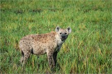80-Africa-Animals-by-Susan