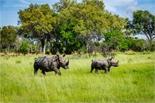 81-Africa-Animals-by-Susan