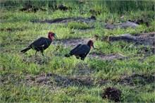 82-Africa-Animals-by-Susan