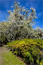 31-Beaufort_SC