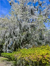32-Beaufort_SC