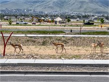 01-Pronghorn