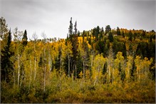 05-Big_Cottonwood