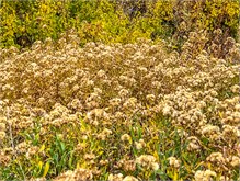 13-Big_Cottonwood