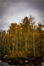 16-Big_Cottonwood