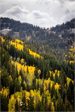 22-Big_Cottonwood
