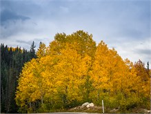 29-Big_Cottonwood