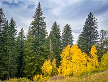 39-Big_Cottonwood