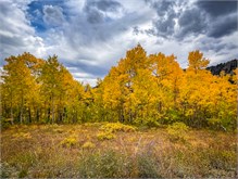 45-Big_Cottonwood