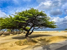 06-Aruba_2023