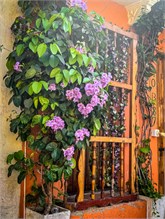 41-Getsemani_2023