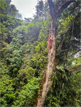 51-Puntarenas-2023