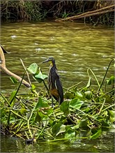06-Rio_Grande_Tarcoles