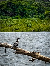 13-Rio_Grande_Tarcoles