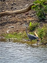 20-Rio_Grande_Tarcoles