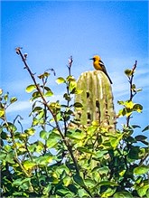 29-Cabo_San_Lucas