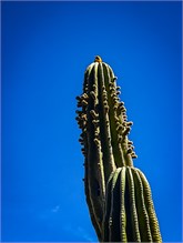 30-Cabo_San_Lucas