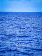 07-Cruise-2023