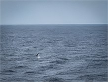 51-Cruise-2023