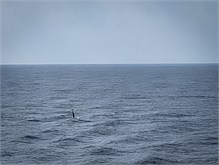 52-Cruise-2023